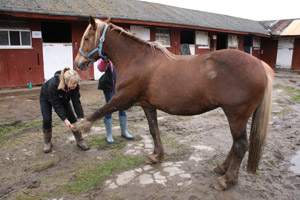 Equine link
